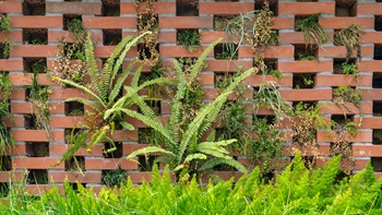 “Hit and miss” brickwork, a recently increasingly popular type of masonry playing with light and texture, as well as allowing plants to penetrate through the intended gaps, softening the brickwork interface.